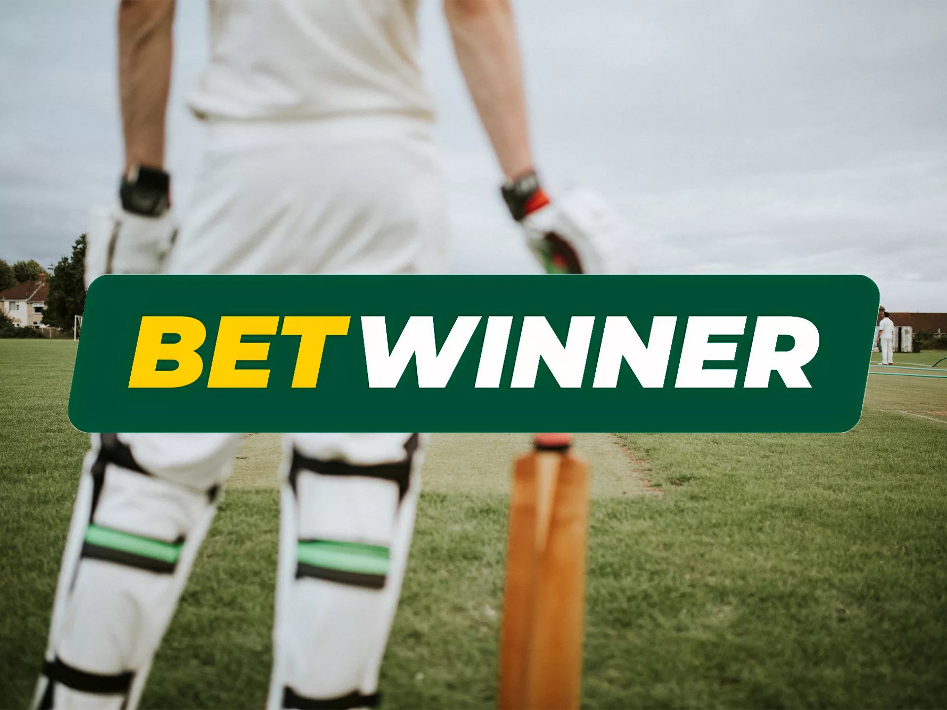 Go to the official site and learn more about betting on cricket at Betwinner.